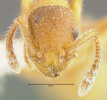 Media type: image;   Entomology 21051 Aspect: head frontal view